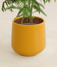 Load image into Gallery viewer, Mustard stand:all

