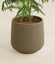 Load image into Gallery viewer, Olive stand:all
