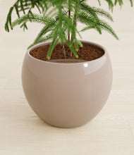 Load image into Gallery viewer, Desert Brown stand:all
