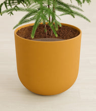 Load image into Gallery viewer, Sunset Orange stand:all
