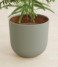 Load image into Gallery viewer, Sage Green stand:all
