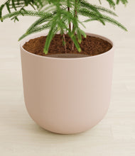 Load image into Gallery viewer, Sandy Pink stand:all
