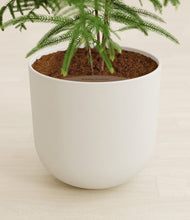 Load image into Gallery viewer, Natural Bamboo stand:all
