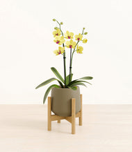 Load image into Gallery viewer, Olive stand:bamboo
