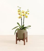 Load image into Gallery viewer, Olive stand:walnut
