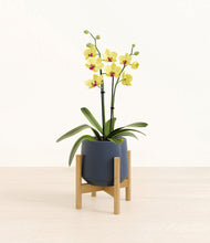 Load image into Gallery viewer, Deep Navy stand:bamboo
