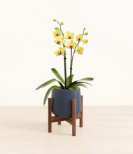 Load image into Gallery viewer, Deep Navy stand:walnut
