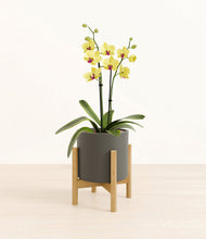 Load image into Gallery viewer, Dark Olive stand:bamboo
