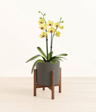 Load image into Gallery viewer, Dark Olive stand:walnut

