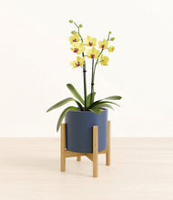 Load image into Gallery viewer, Deep Navy stand:bamboo
