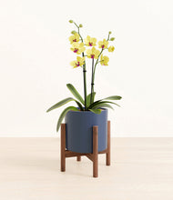 Load image into Gallery viewer, Deep Navy stand:walnut
