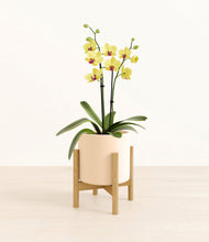 Load image into Gallery viewer, Cream stand:bamboo
