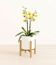 Load image into Gallery viewer, White stand:bamboo
