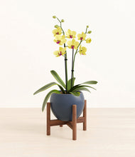 Load image into Gallery viewer, Deep Navy stand:walnut
