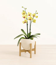 Load image into Gallery viewer, Shiny EggWhite stand:bamboo
