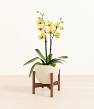 Load image into Gallery viewer, Shiny EggWhite stand:walnut
