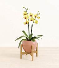 Load image into Gallery viewer, Calm Rose stand:bamboo
