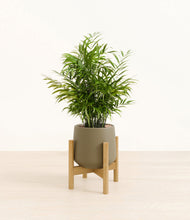 Load image into Gallery viewer, Olive stand:bamboo
