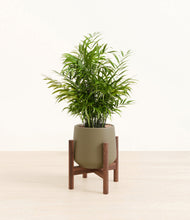 Load image into Gallery viewer, Olive stand:walnut
