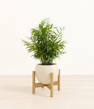 Load image into Gallery viewer, Shiny EggWhite stand:bamboo
