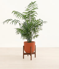Lade das Bild in den Galerie-Viewer, Earth Red stand:walnut
