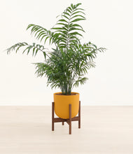 Lade das Bild in den Galerie-Viewer, Sunset Orange stand:walnut
