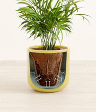 Load image into Gallery viewer, Key Lime Yellow stand:all
