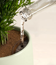 Lade das Bild in den Galerie-Viewer, Aloe Vera stand:all
