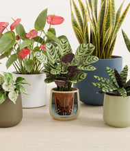 Load image into Gallery viewer, Earthy stand:all

