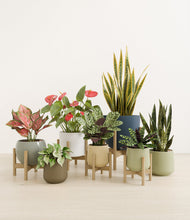 Lade das Bild in den Galerie-Viewer, Earthy stand:five_stands
