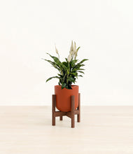 Lade das Bild in den Galerie-Viewer, Earth Red stand:walnut
