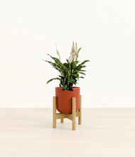 Lade das Bild in den Galerie-Viewer, Earth Red stand:bamboo
