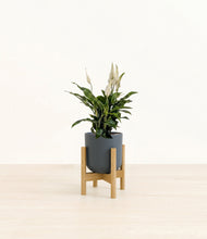 Lade das Bild in den Galerie-Viewer, Iron Gray stand:bamboo
