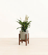 Lade das Bild in den Galerie-Viewer, Sage Green stand:walnut
