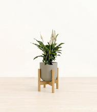 Lade das Bild in den Galerie-Viewer, Sage Green stand:bamboo
