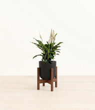Lade das Bild in den Galerie-Viewer, Stone Black stand:walnut
