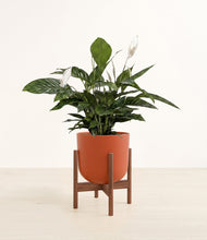 Lade das Bild in den Galerie-Viewer, Earth Red stand:walnut

