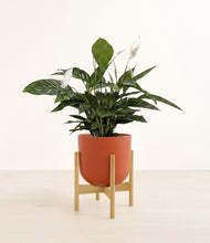 Lade das Bild in den Galerie-Viewer, Earth Red stand:bamboo

