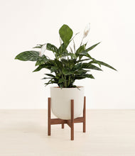 Lade das Bild in den Galerie-Viewer, Natural Bamboo stand:walnut
