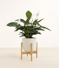 Lade das Bild in den Galerie-Viewer, Natural Bamboo stand:bamboo
