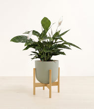 Lade das Bild in den Galerie-Viewer, Sage Green stand:bamboo
