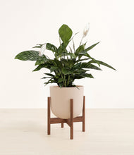 Lade das Bild in den Galerie-Viewer, Sandy Pink stand:walnut
