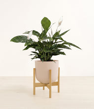 Lade das Bild in den Galerie-Viewer, Sandy Pink stand:bamboo

