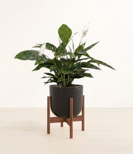 Lade das Bild in den Galerie-Viewer, Stone Black stand:walnut
