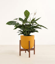 Lade das Bild in den Galerie-Viewer, Sunset Orange stand:walnut
