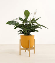 Lade das Bild in den Galerie-Viewer, Sunset Orange stand:bamboo
