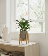 Lade das Bild in den Galerie-Viewer, Olive stand:light
