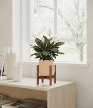 Load image into Gallery viewer, Gentle Pink stand:walnut
