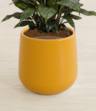 Load image into Gallery viewer, Mustard stand:all
