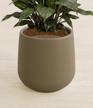 Load image into Gallery viewer, Olive stand:all
